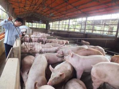 Cần cấm dần từng nhóm kháng sinh trong chăn nuôi